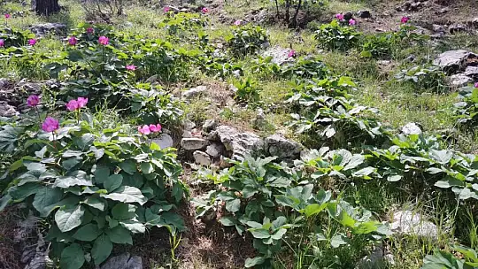 Dünyanın en pahalı çiçeği