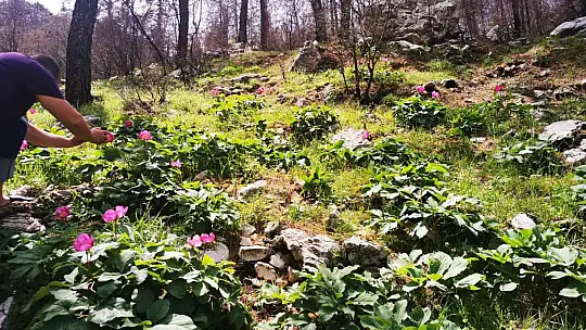 Dünyanın en pahalı çiçeği