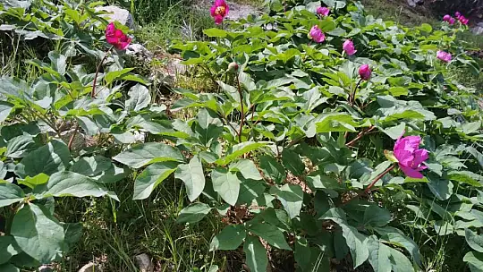 Dünyanın en pahalı çiçeği