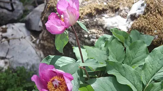 Dünyanın en pahalı çiçeği