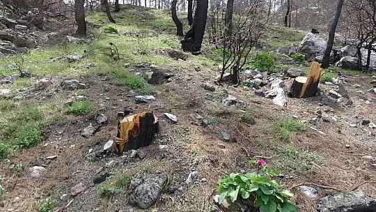 Dünyanın en pahalı çiçeği