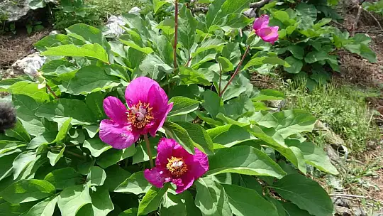 Dünyanın en pahalı çiçeği