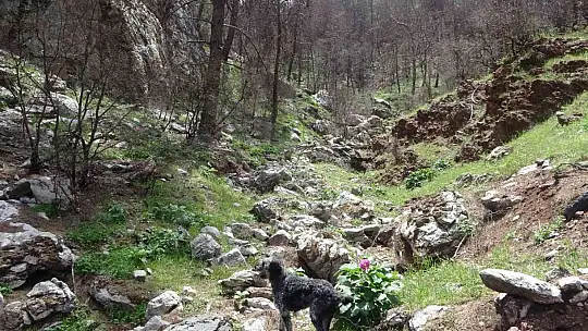 Dünyanın en pahalı çiçeği