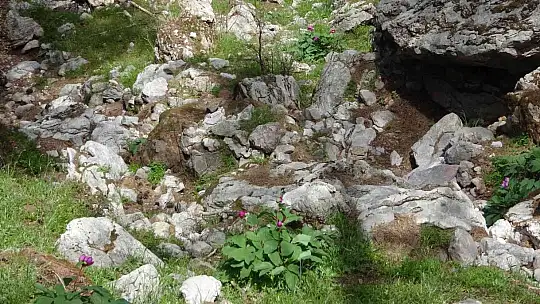 Dünyanın en pahalı çiçeği