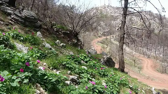 Dünyanın en pahalı çiçeği