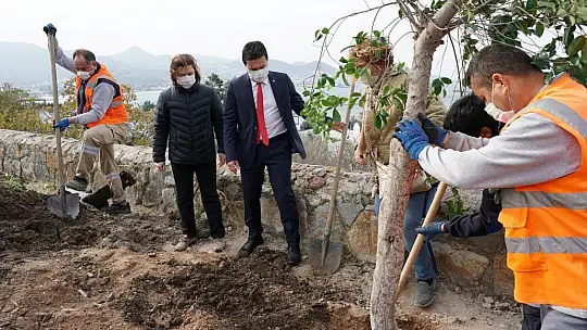 Şehit Pilot Anısına Dikilen Ağaçların Kesilmesine Başkan Aras'tan Sert Tepki