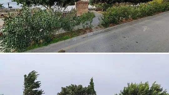 Şehit Pilot Anısına Dikilen Ağaçların Kesilmesine Başkan Aras'tan Sert Tepki