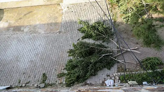 Şehit Pilot Anısına Dikilen Ağaçların Kesilmesine Başkan Aras'tan Sert Tepki