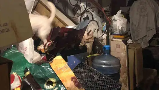 EVDE ÇOK SAYIDA KEDİ VE KÖPEK ÖLÜSÜ BULUNDU