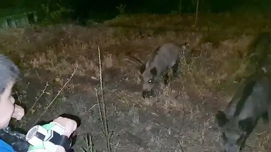 Evlerinin bahçesine gelen domuzları beslediler