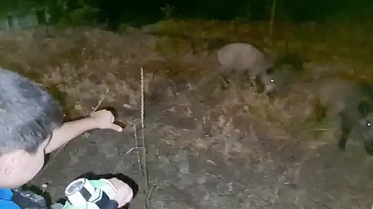 Evlerinin bahçesine gelen domuzları beslediler