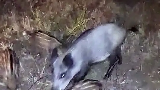 Evlerinin bahçesine gelen domuzları beslediler