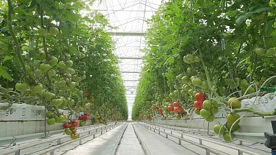 Fethiye'nin ihracat rekortmeni Ölüdeniz Sistem Sera! 