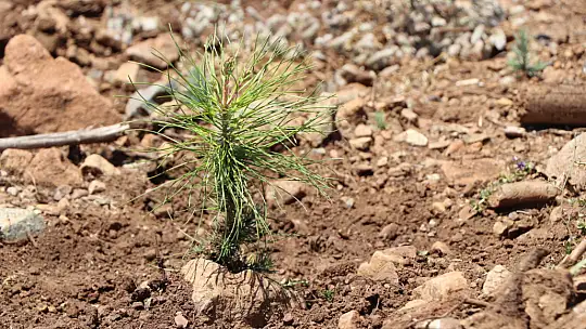 Ormanlık alanlar yeniden yeşeriyor