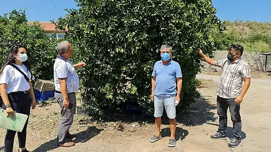 Fethiye'de Turunçgil Üreticileri Bilgilendirildi