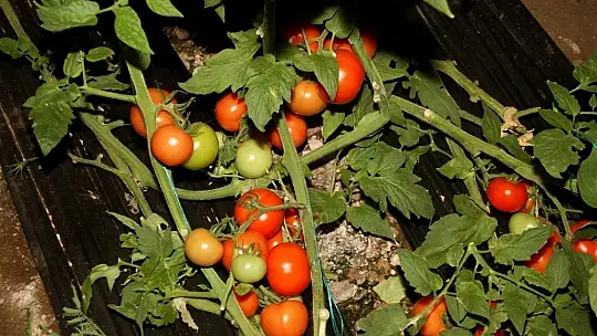 Fethiye'de sera üreticisinin sobalı don nöbeti