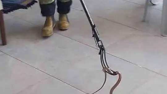 Fethiye'de yılan paniği