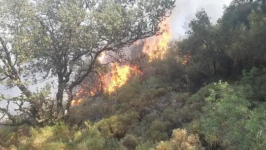 Fethiye'deki orman yangını büyümeden söndürüldü