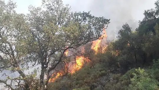 Fethiye'deki orman yangını büyümeden söndürüldü