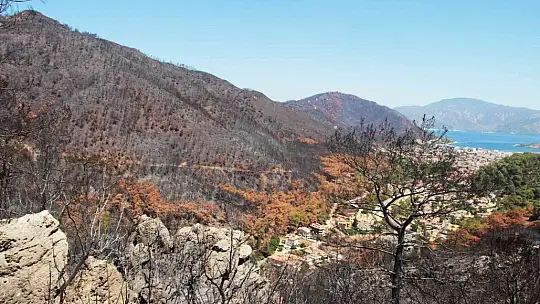 Fidan dikim seferberliği 11 Kasım'da