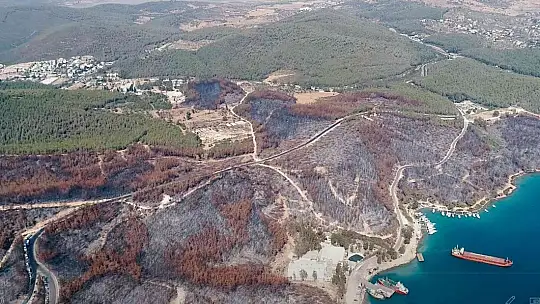 Fidan dikim seferberliği 11 Kasım'da