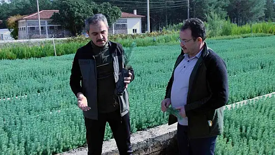 Fidan dikim seferberliği 11 Kasım'da