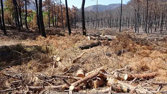 Fidan dikim seferberliği 11 Kasım'da