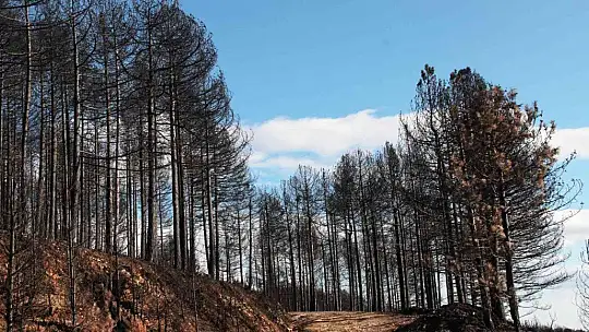 Fidan dikim seferberliği 11 Kasım'da