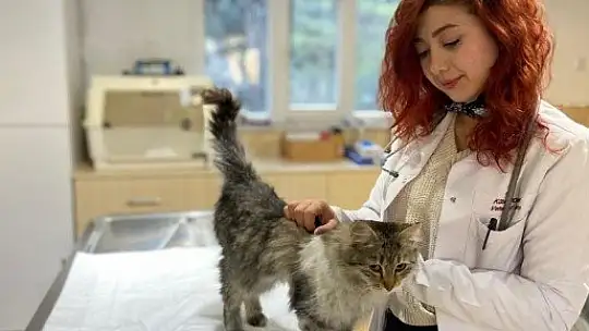 Fıtık teşhisi konulan kedi ameliyat edildi