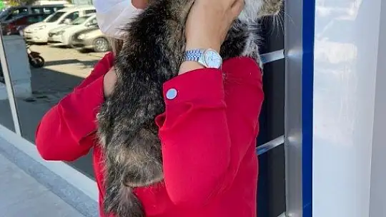 Fıtık teşhisi konulan kedi ameliyat edildi