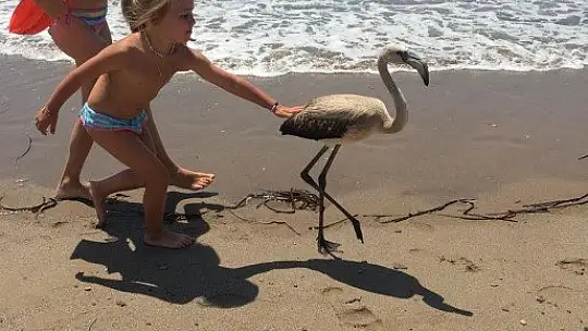 Flamingo'yu sahilde görenler şok oldu