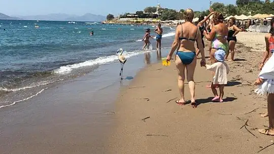 Flamingo'yu sahilde görenler şok oldu