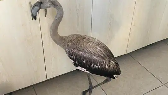 Flamingo'yu sahilde görenler şok oldu