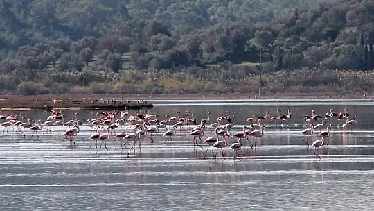 Flamingolar akın akın kışlık yuvalarına geliyor