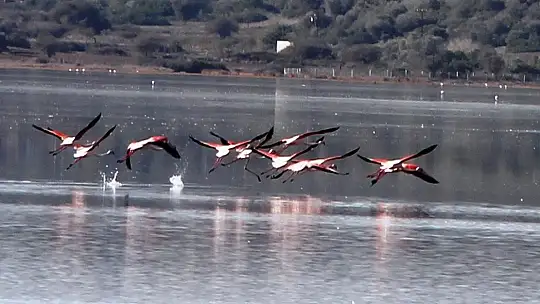 Flamingolar akın akın kışlık yuvalarına geliyor