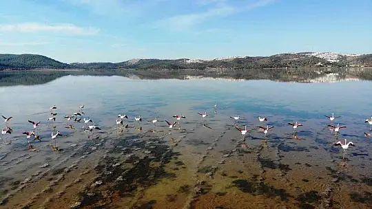 Flamingolar akın akın kışlık yuvalarına geliyor