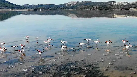Flamingolar akın akın kışlık yuvalarına geliyor