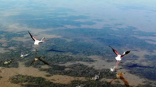 Flamingolar akın akın kışlık yuvalarına geliyor