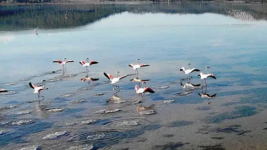 Flamingolar akın akın kışlık yuvalarına geliyor
