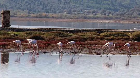 Flamingolar akın akın kışlık yuvalarına geliyor
