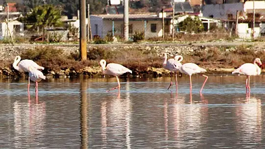 Flamingolar akın akın kışlık yuvalarına geliyor