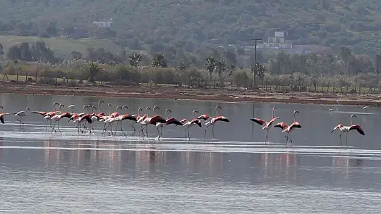 Flamingolar akın akın kışlık yuvalarına geliyor