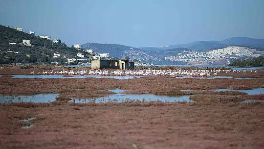 FLAMİNGOLAR BODRUM'A RENK KATTI