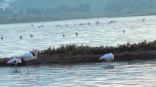 Flamingolar tuzla sulak alanına akın etti