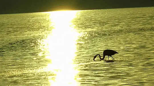Flamingolar tuzla sulak alanına akın etti