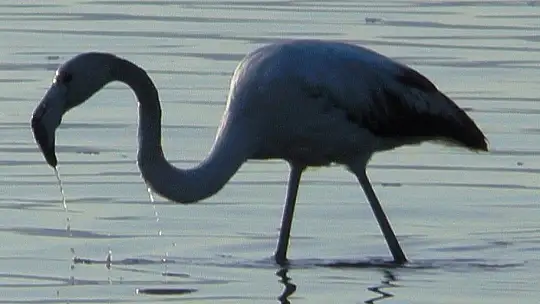 Flamingolar tuzla sulak alanına akın etti