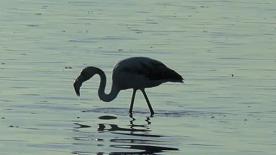 Flamingolar tuzla sulak alanına akın etti