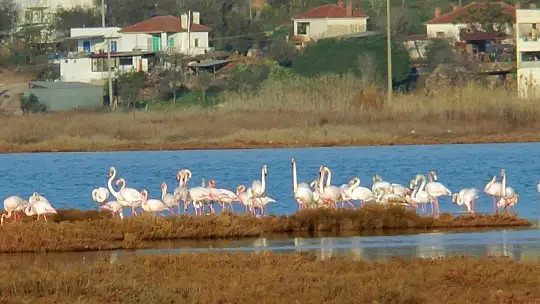 Flamingolar tuzla sulak alanına akın etti