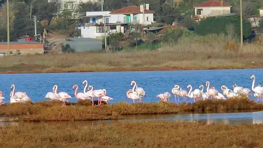 Flamingolar tuzla sulak alanına akın etti