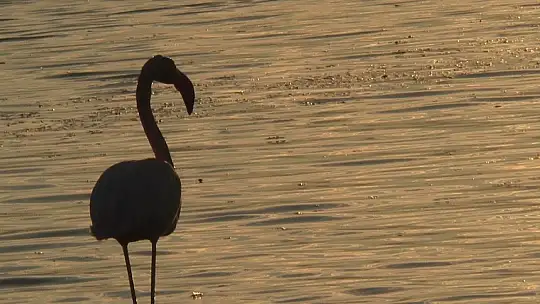 Flamingolar tuzla sulak alanına akın etti